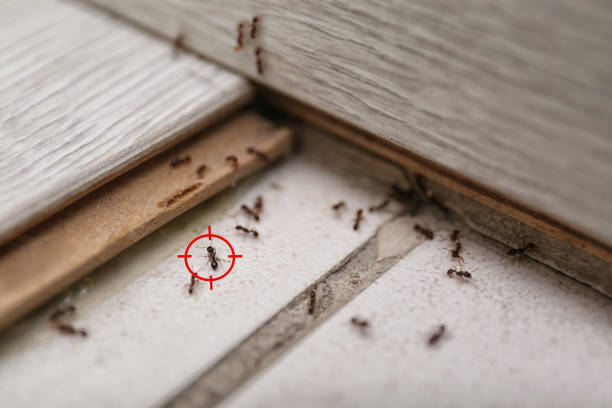 Best Pest Control Near Me in Dortches, NC