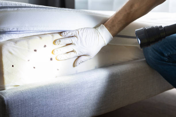Best Emergency Pest Control  in Dortches, NC